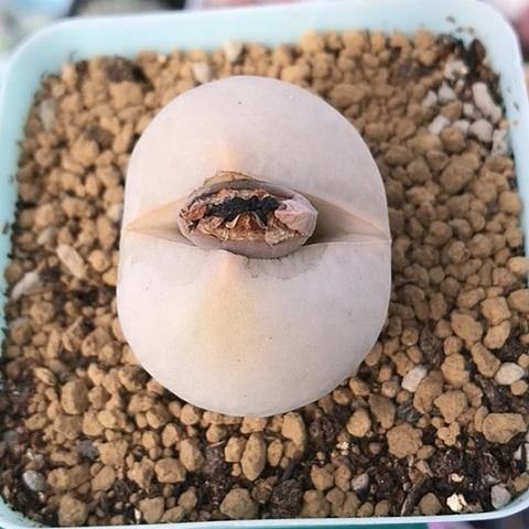 多肉肉锥 3.8Cm 高尔夫