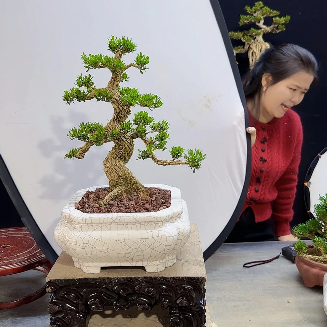 高端盆景艺术作品用****1