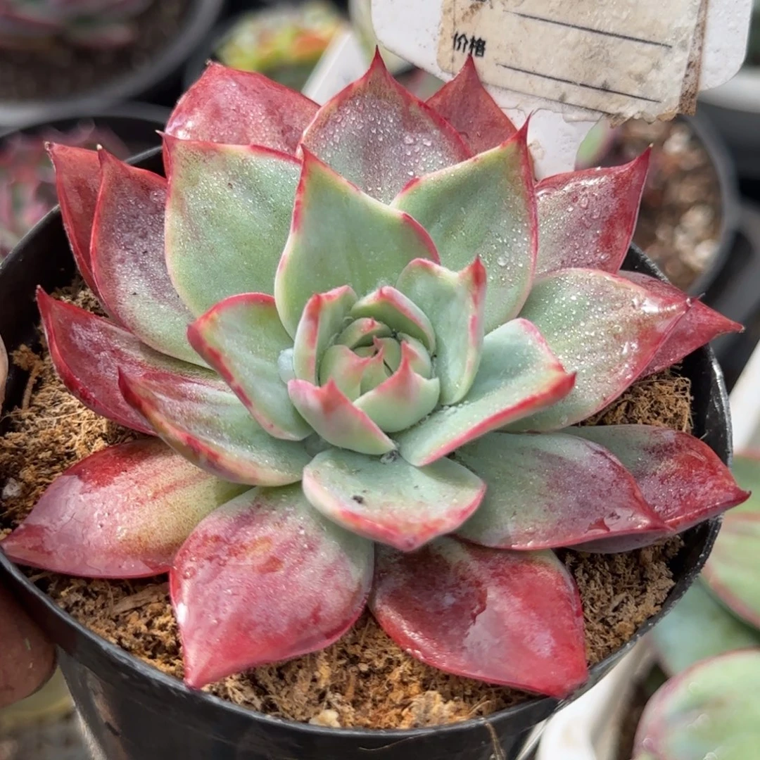 惊鸿一物一拍包装收缩花旱723