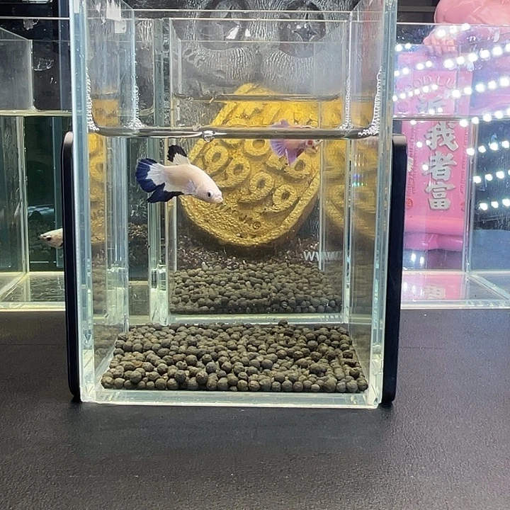 斗鱼44号923早青花
