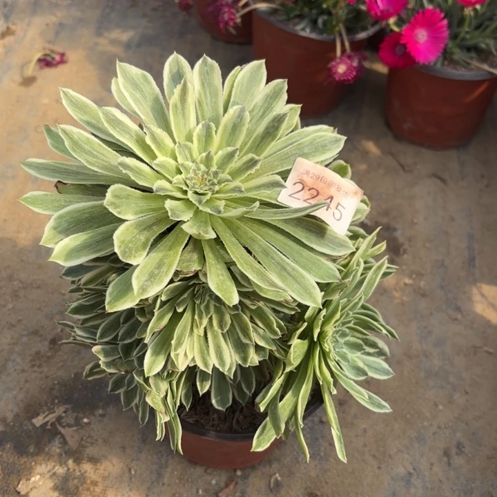 碧浪多肉法师2245