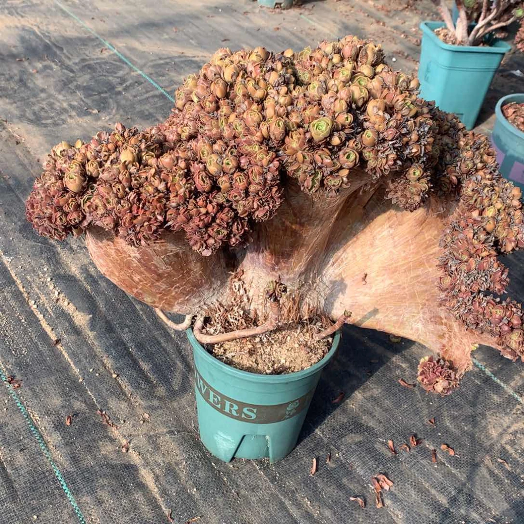 玫瑰瑕疵一颗朵朵的