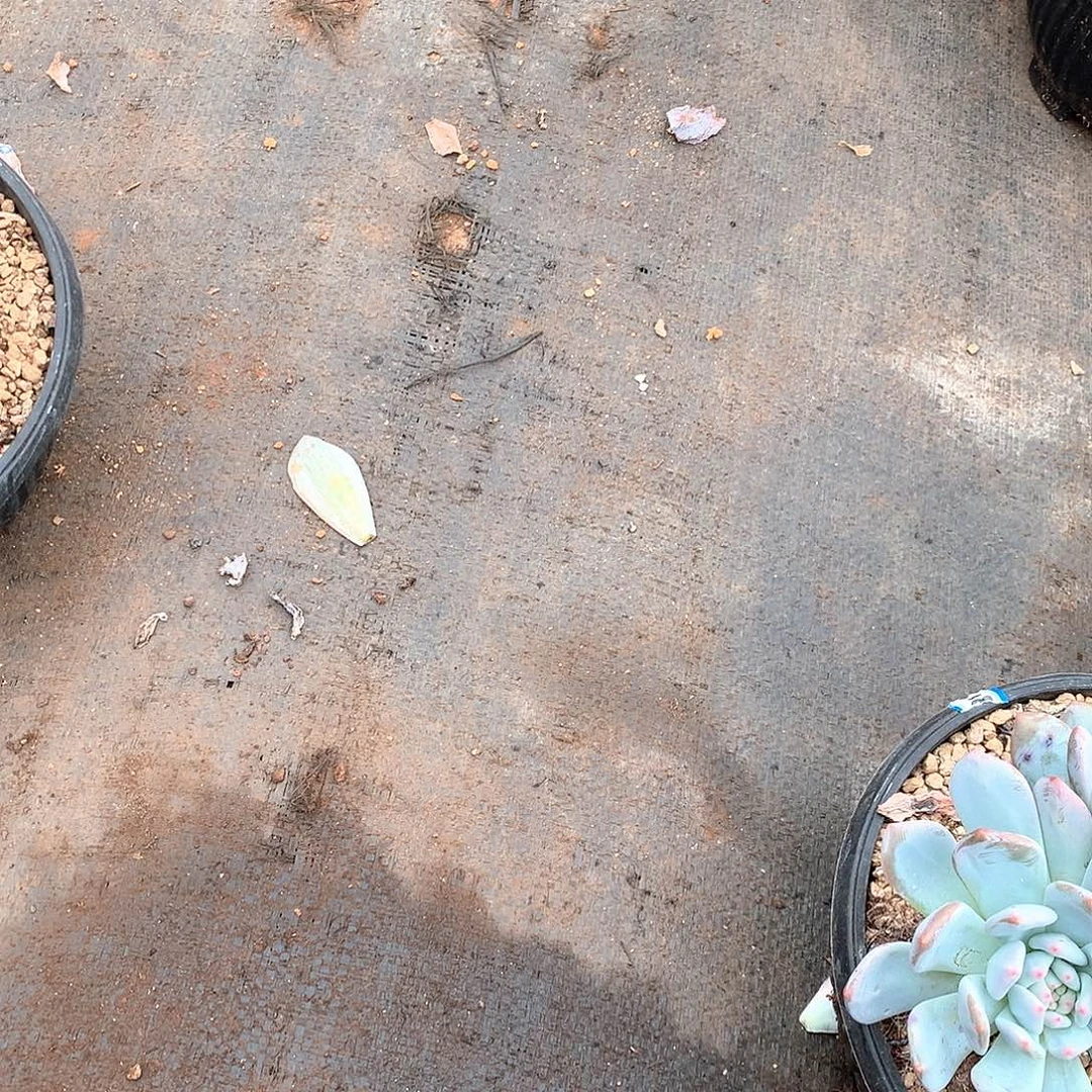 橙***梦大方盆5个15.8米 量拍