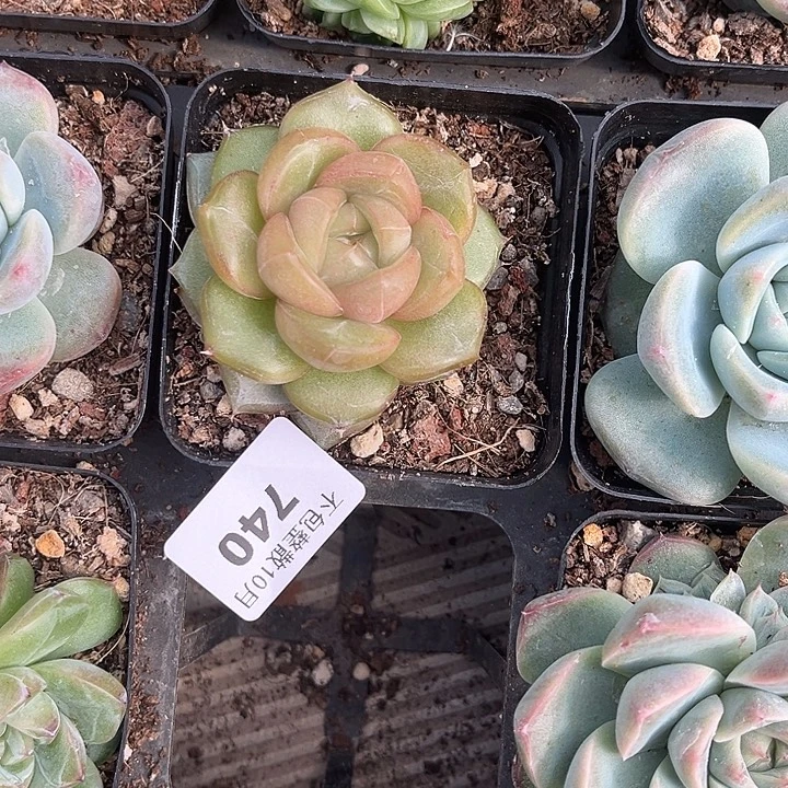 阿雅园艺。       740