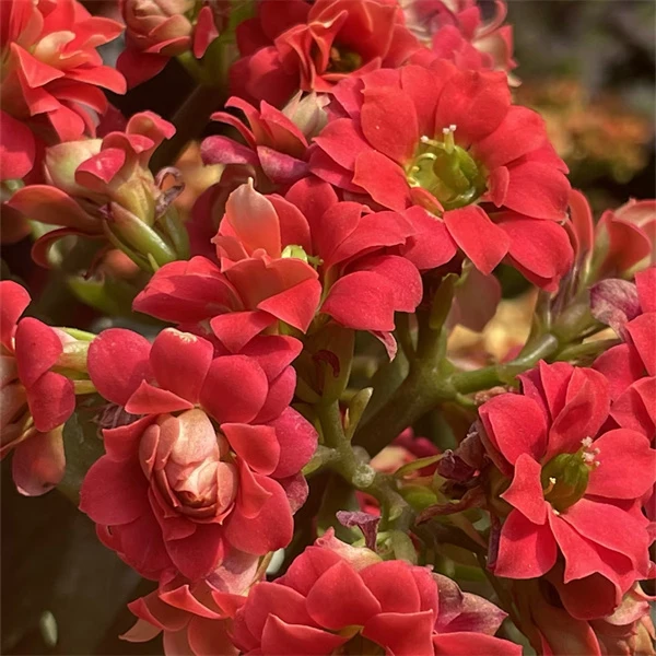 【红颜9cm盆】重瓣长寿花