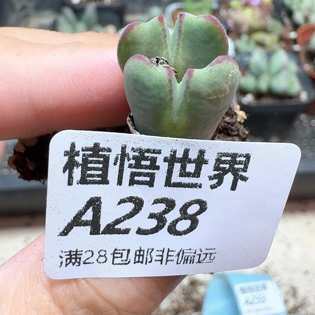 多肉植物的润泽和d