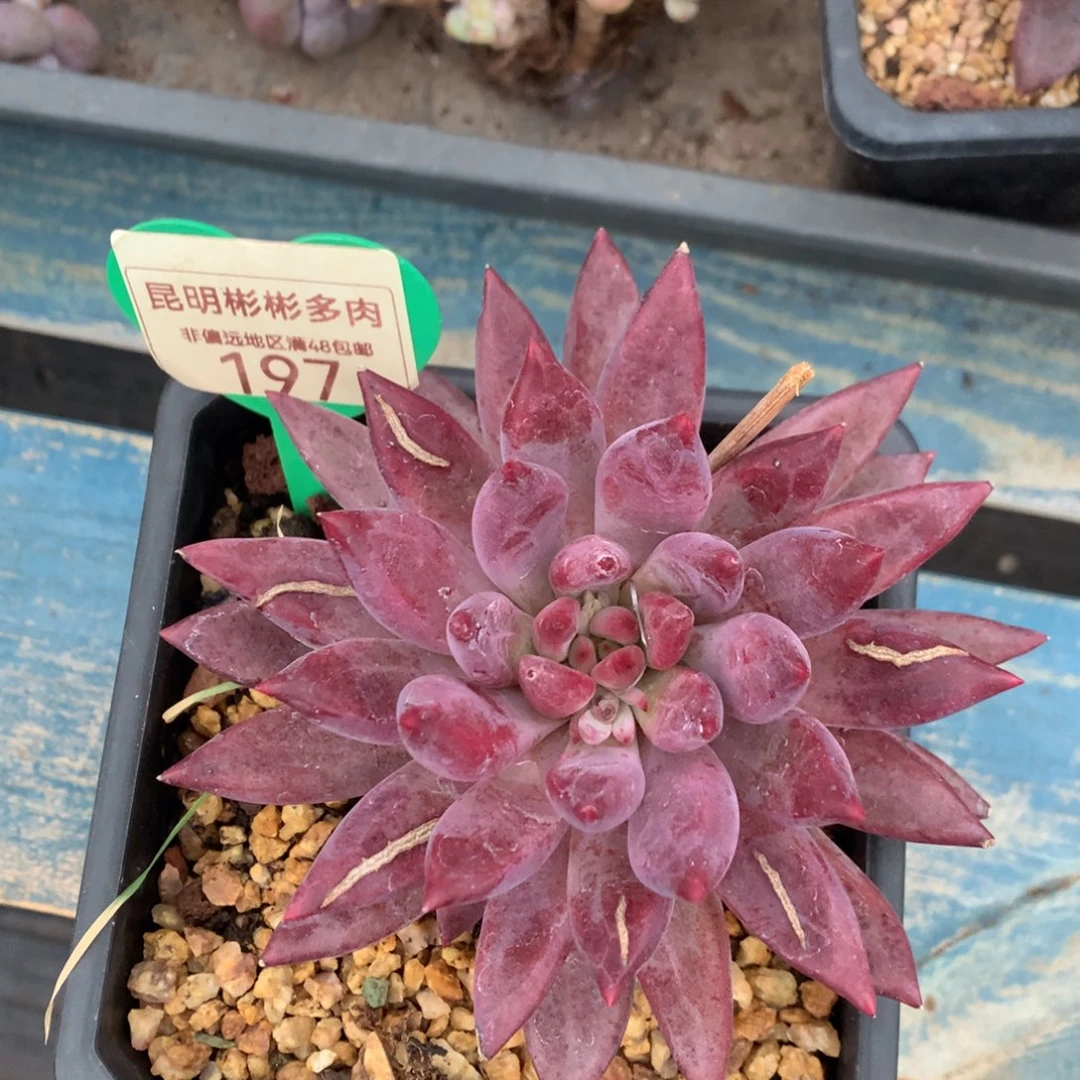 法**六虞美人羽毛纹单头197