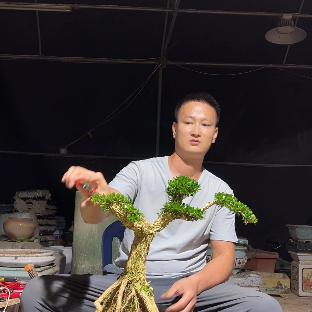 无花朵广东雀舌黄杨盆景