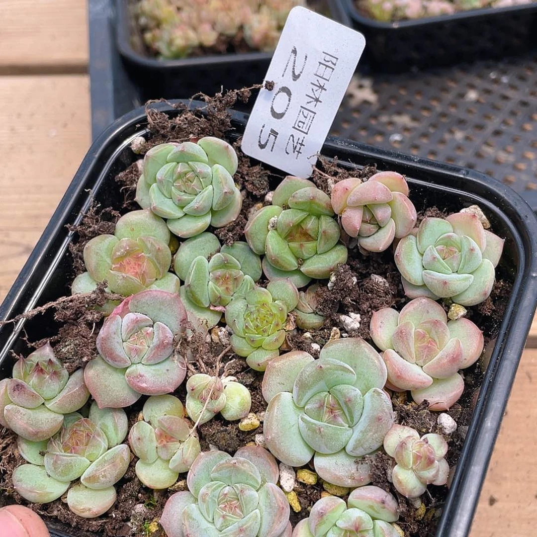 多肉植物多肉植物205