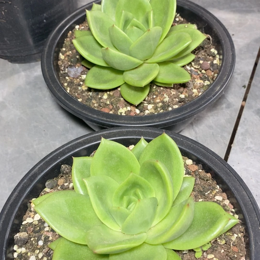 触**光福利特价翠花小号