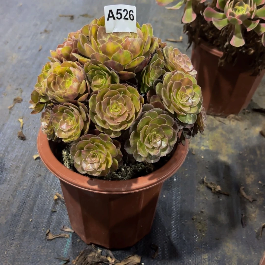 无花朵526抹茶法师植物多肉