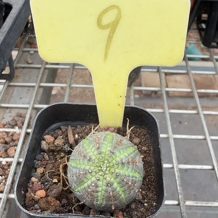 欧洲布纹球2仙人球