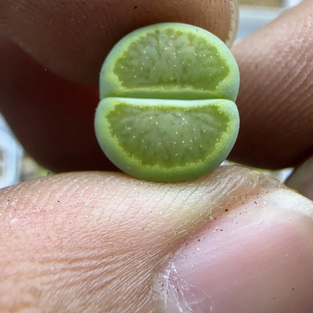 397 生石花大棚直播