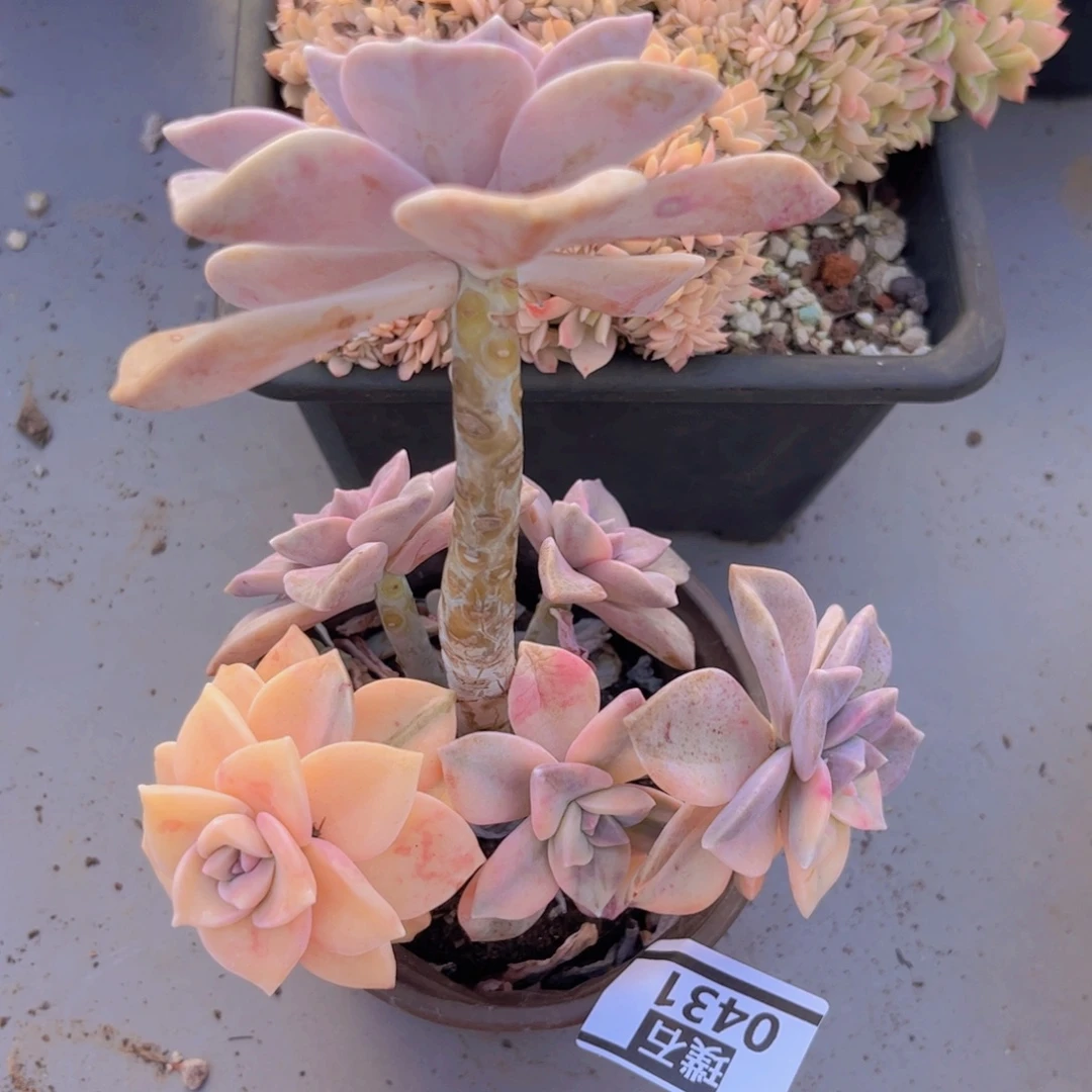 紫乐锦0431多肉植物