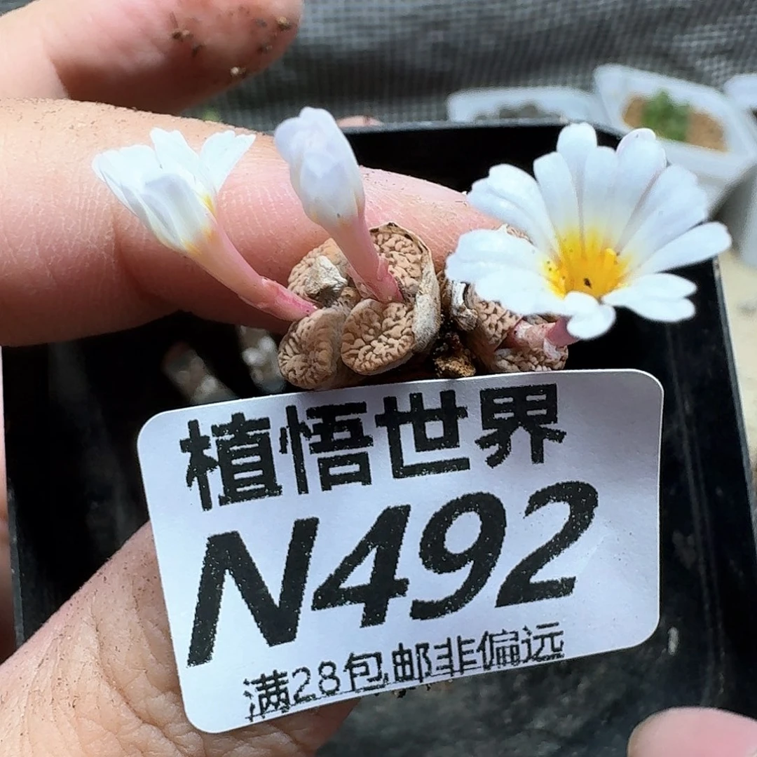 多肉植物的润泽从v