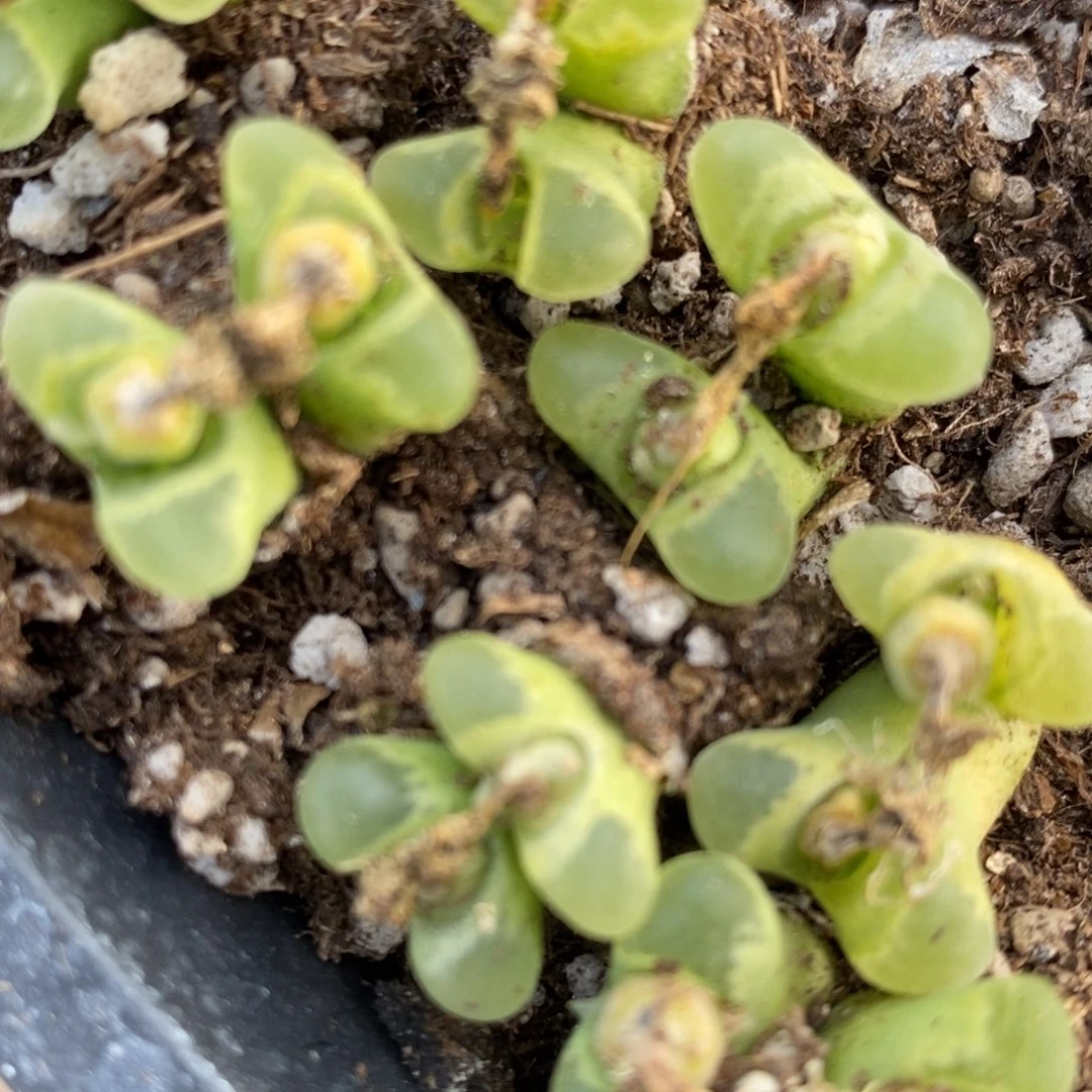 双头-奶瓶风铃一颗