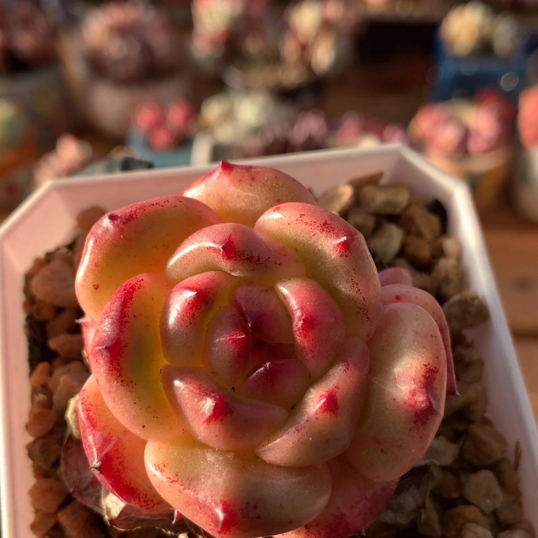 早安38包邮非偏远 009