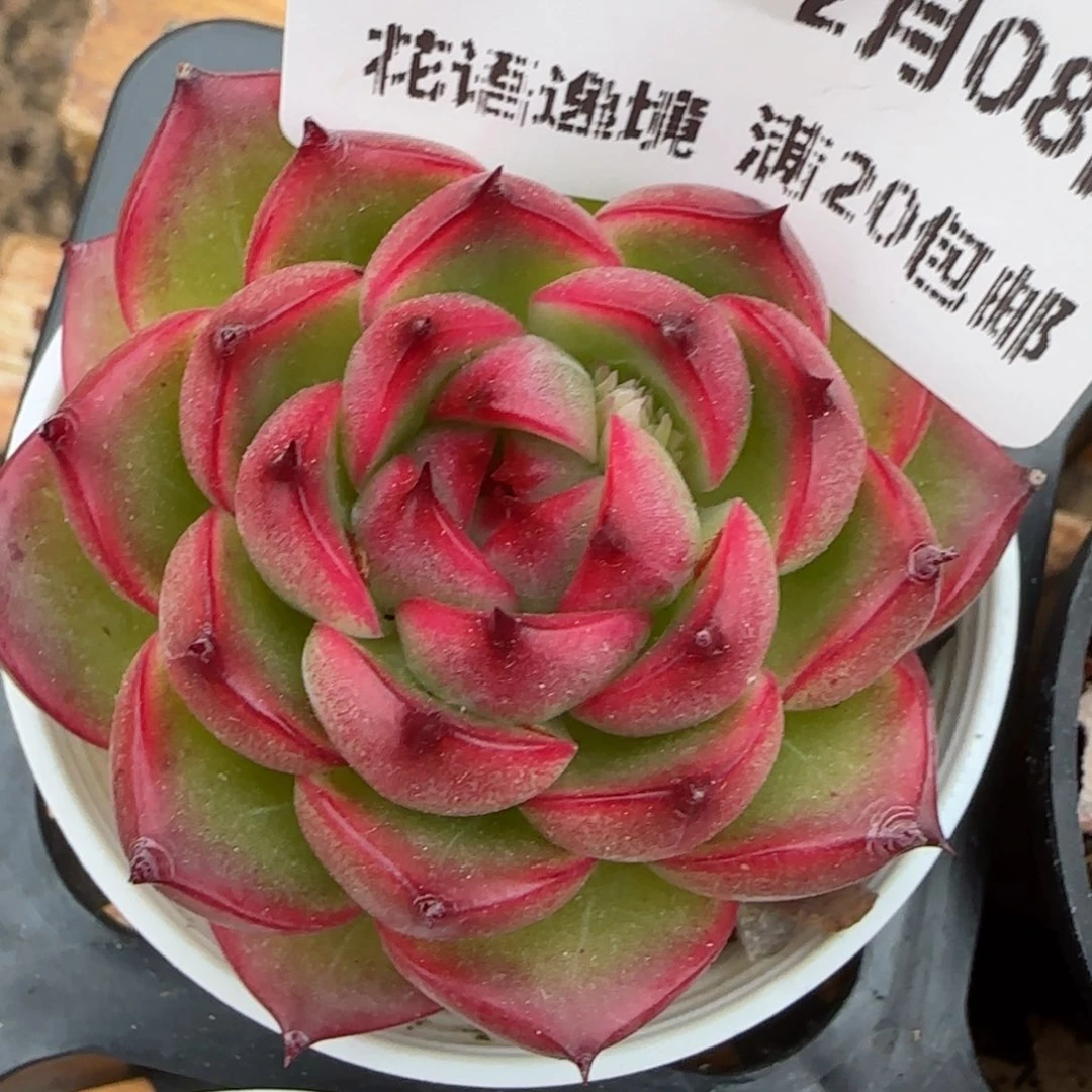 花语逸镜0208-15