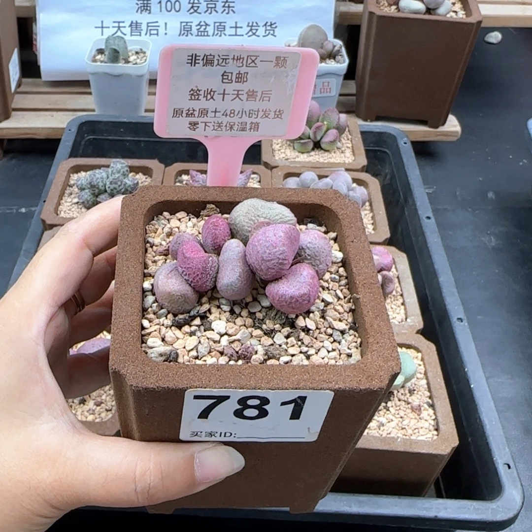大**?781夏娃多肉植物