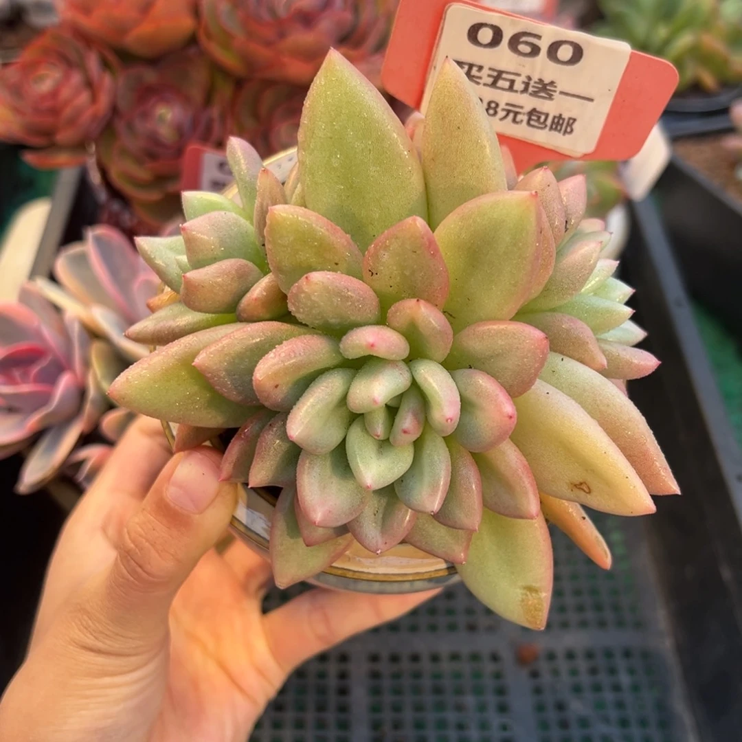表妹精品多肉植物060.