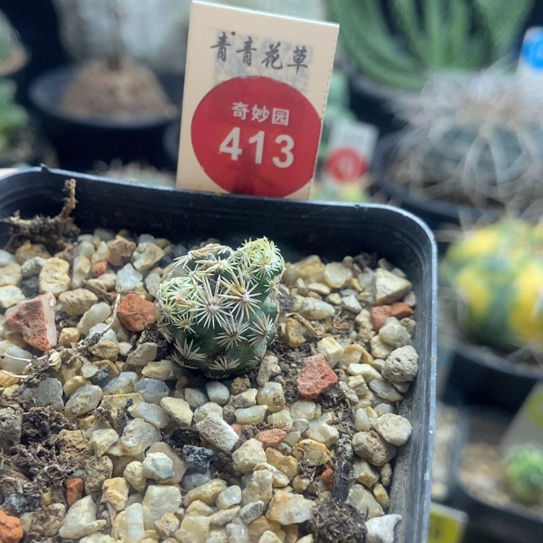 实生带崽紫王子一棵仙人球