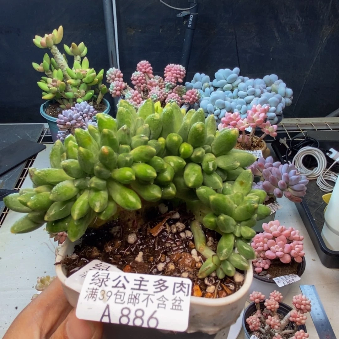 886香蕉树缀多肉7c m