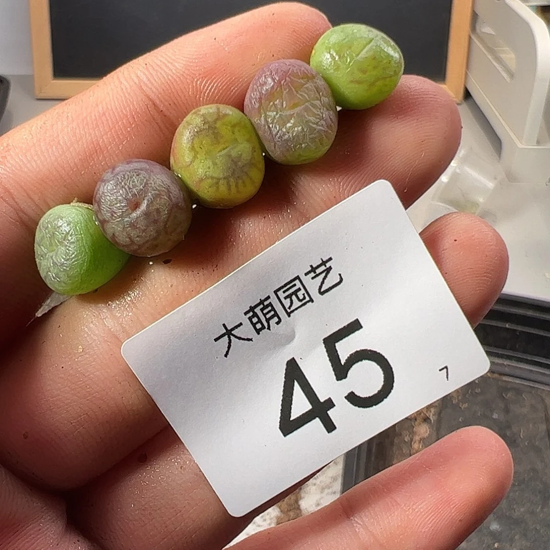 000045福利无售后……