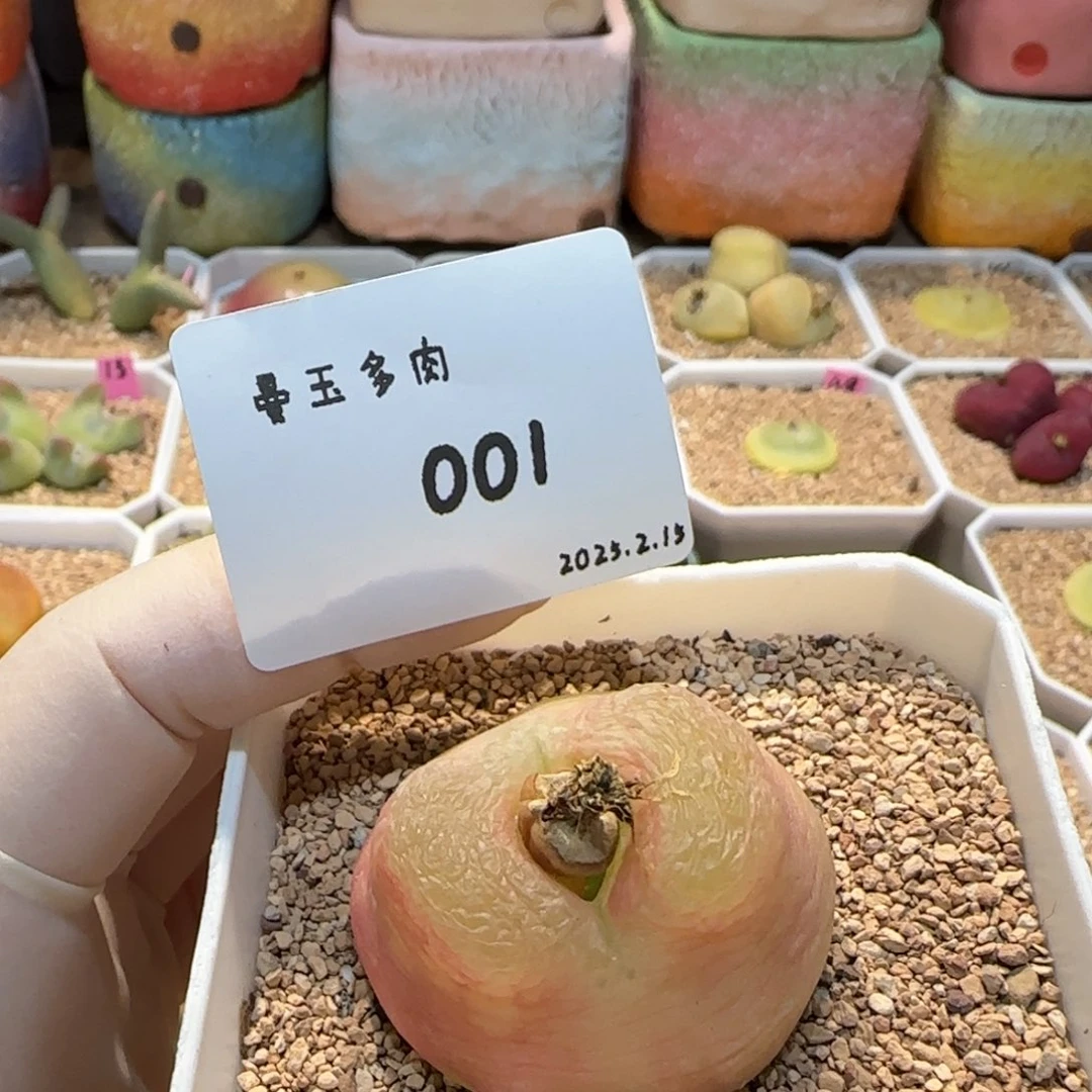 瑶**圆多肉多肉多肉2.15-001
