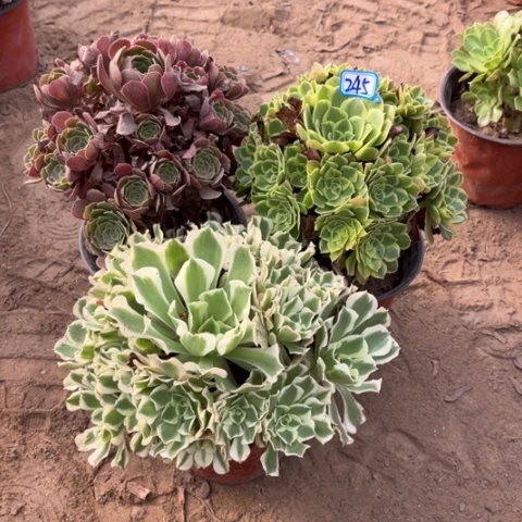 245多肉植物组合,