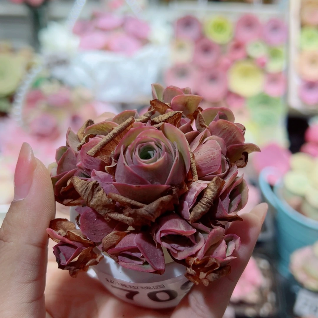 709落樱手捧花。