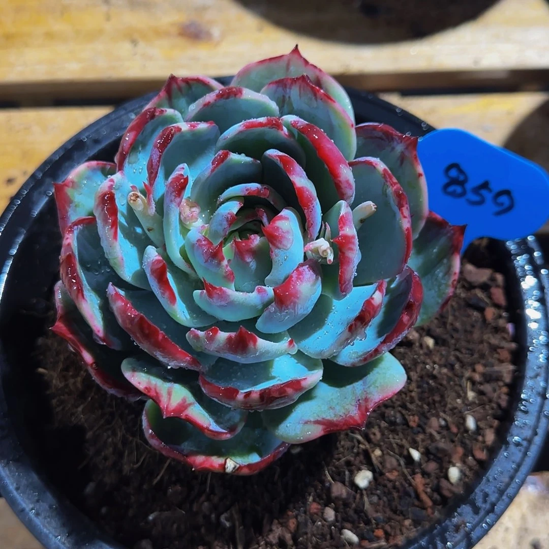 a*u惊鸿仙子一物一拍859号