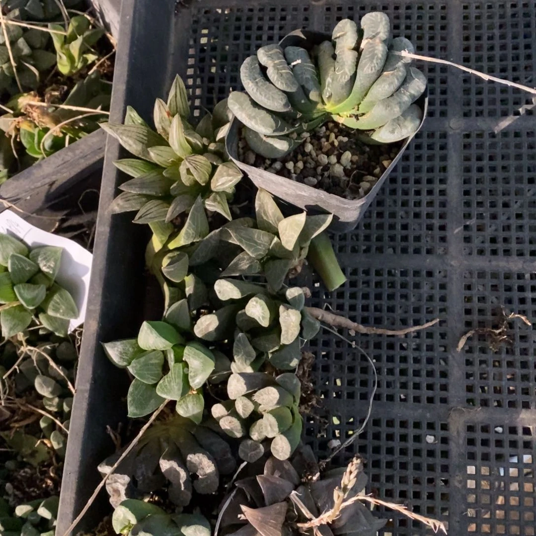 25105 一整筐全部 开播福利