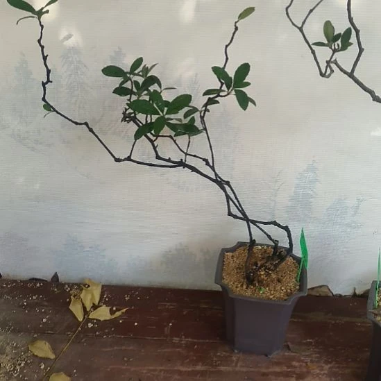 屠***7无花朵海  岛  春  花