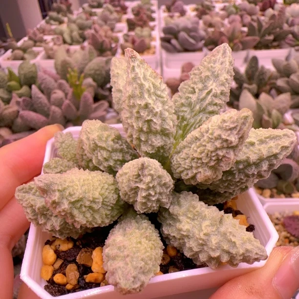 实生新品 甘蓝整株多肉水泡 一物一拍