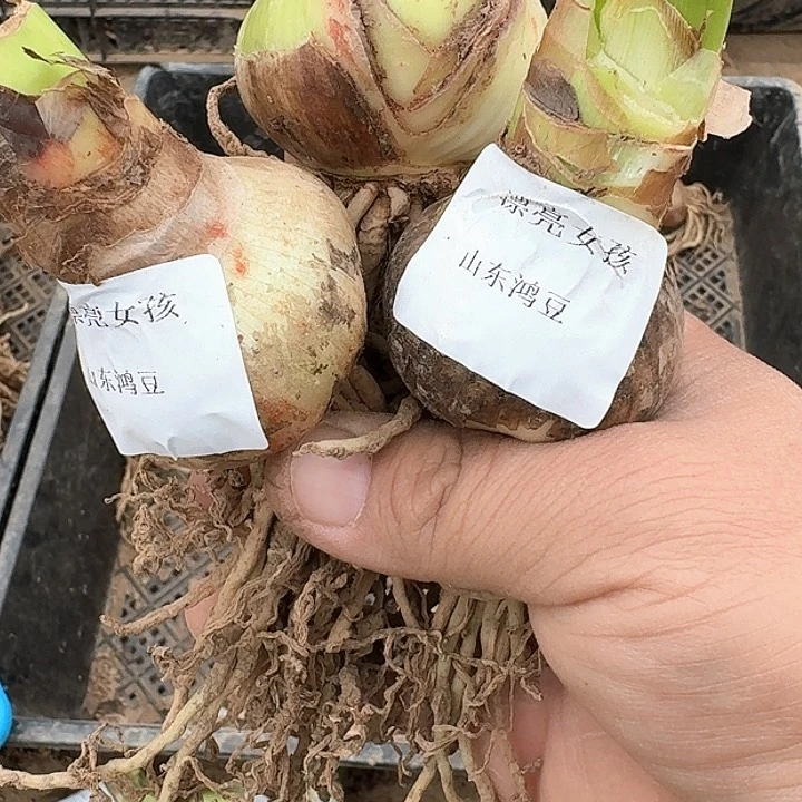 当前无花朵，栽培后可花朵峡***个漂亮女孩