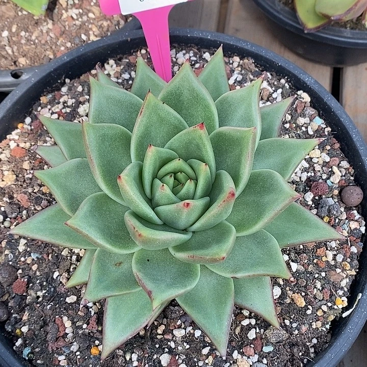 x037-多肉植物 东云