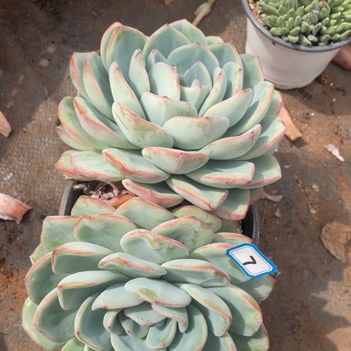 7泡芙一物一拍多肉