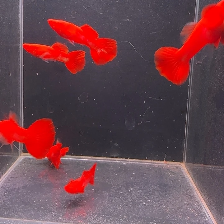 孔雀鱼3对通背包肚赠一公鱼备损