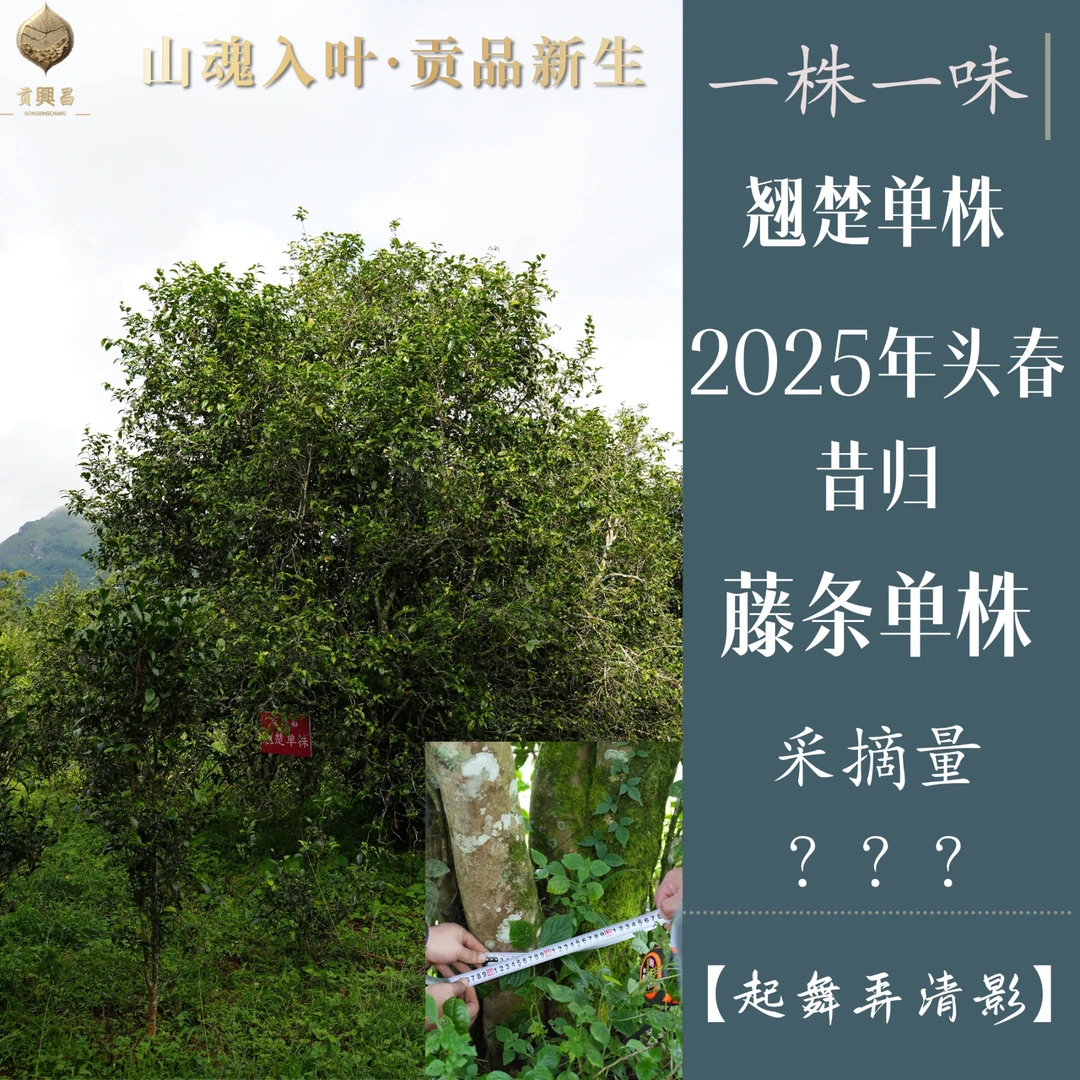 【起舞弄清影】一棵树单株 2025年 昔归藤条 单株散料