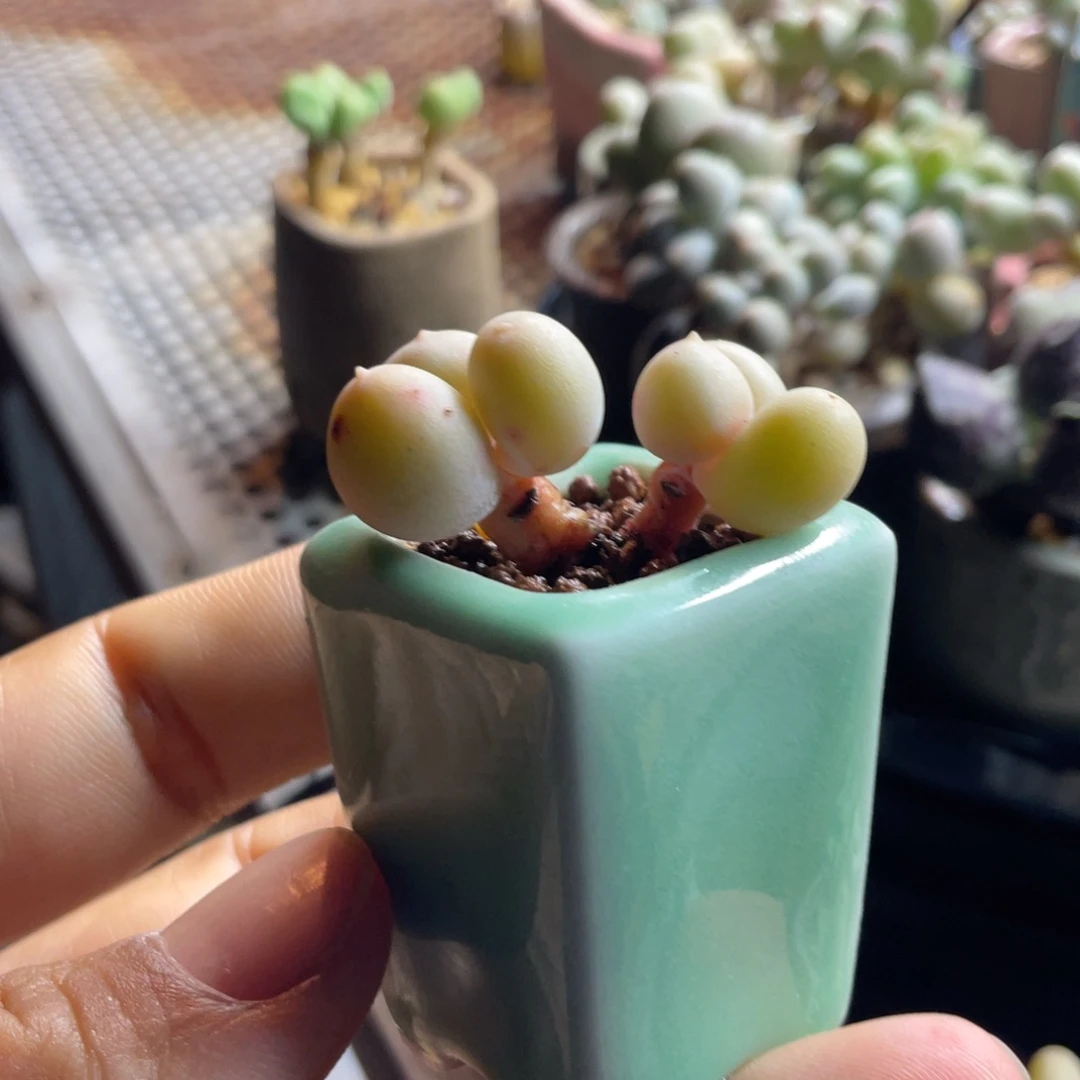 韩国精品米可奶两颗