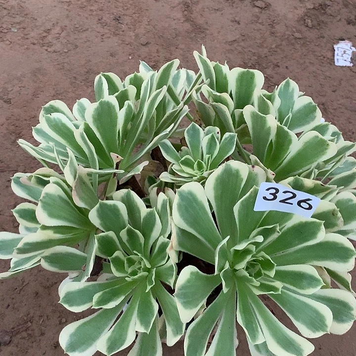 无花朵326白凤多肉植物