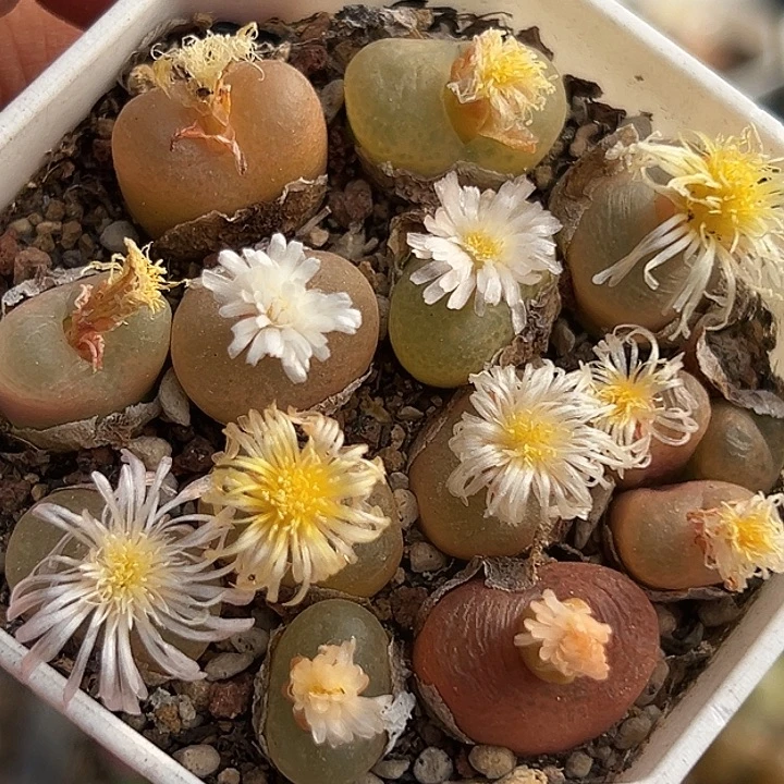 832号特价毛一盆zyyyxy