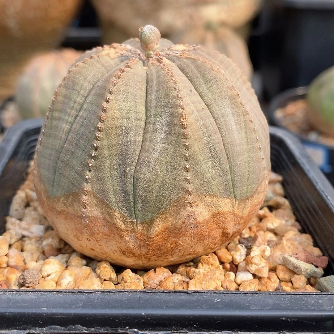 欧系实生布纹球多肉植物