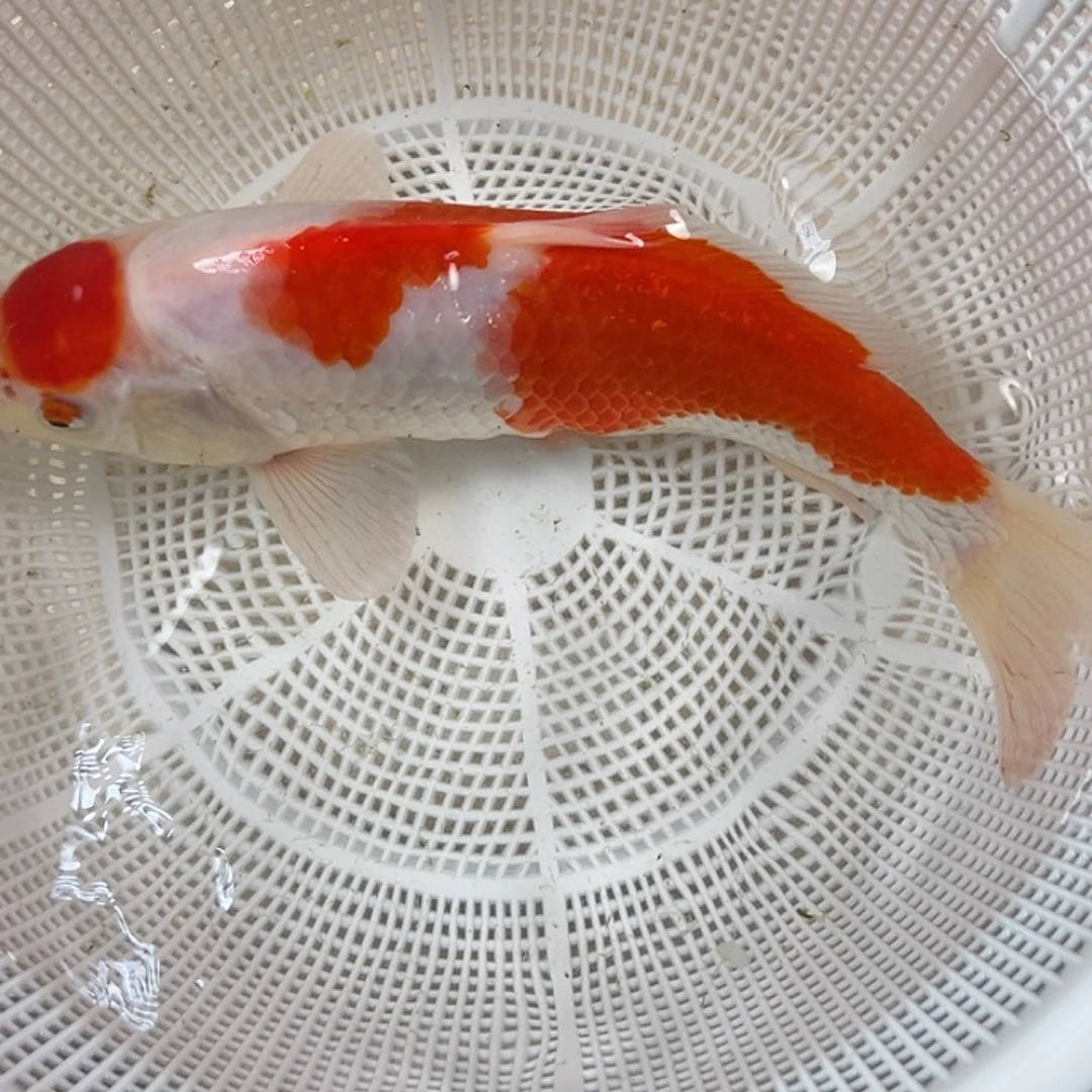 锦鲤血统锦鲤养殖