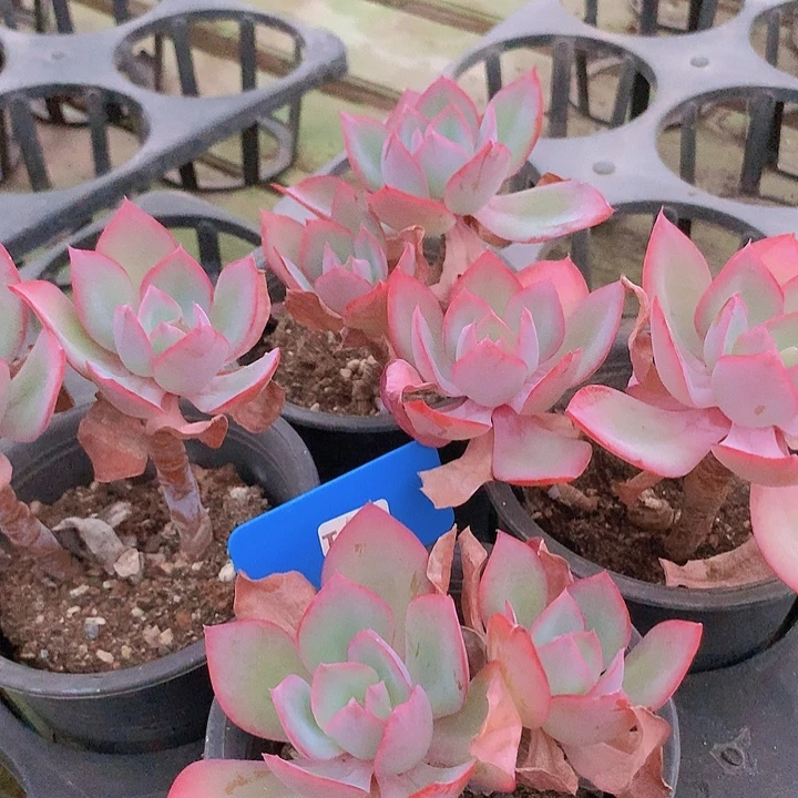 t193美国蓝光双头