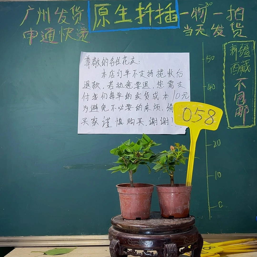 当前无花栽培后可以开花塔黄掌中宝 暗斑夕阳红掌中宝058