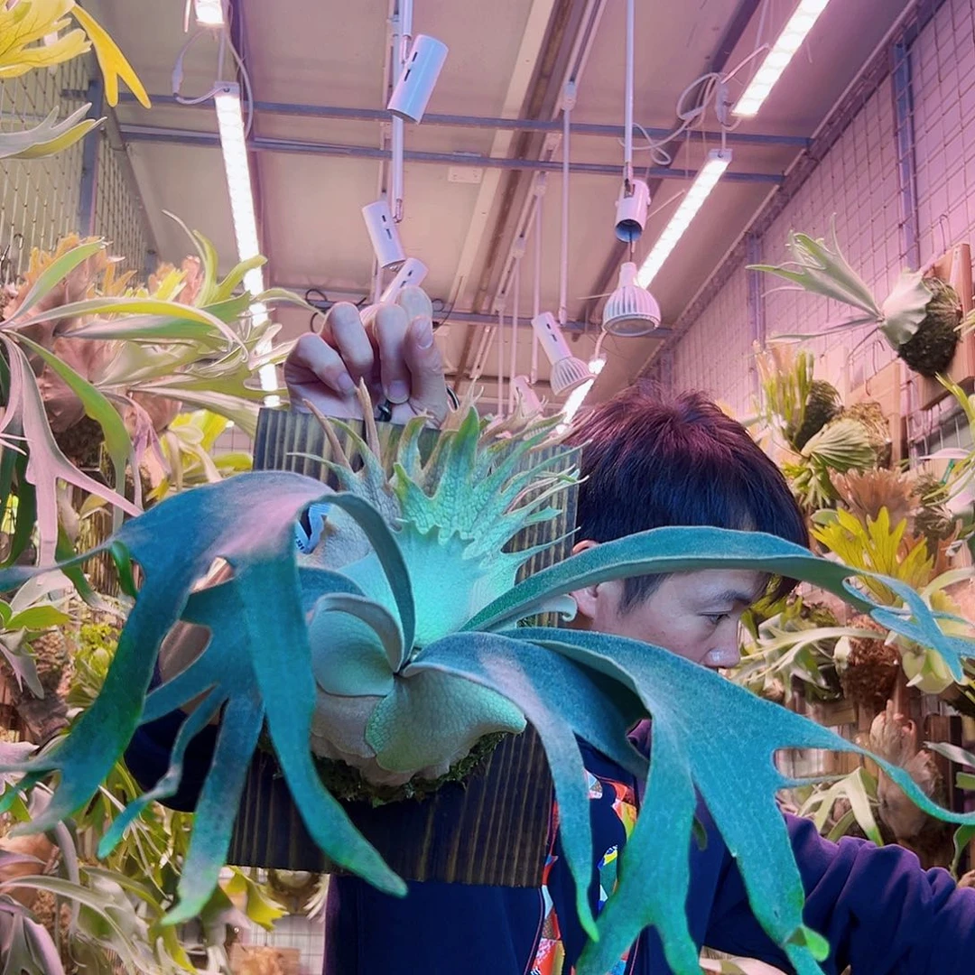 无花朵野银321 a14