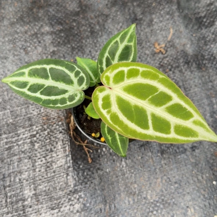 小***菇完全开放粗脉银银色王