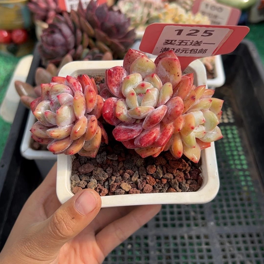 表妹精品多肉植物125.