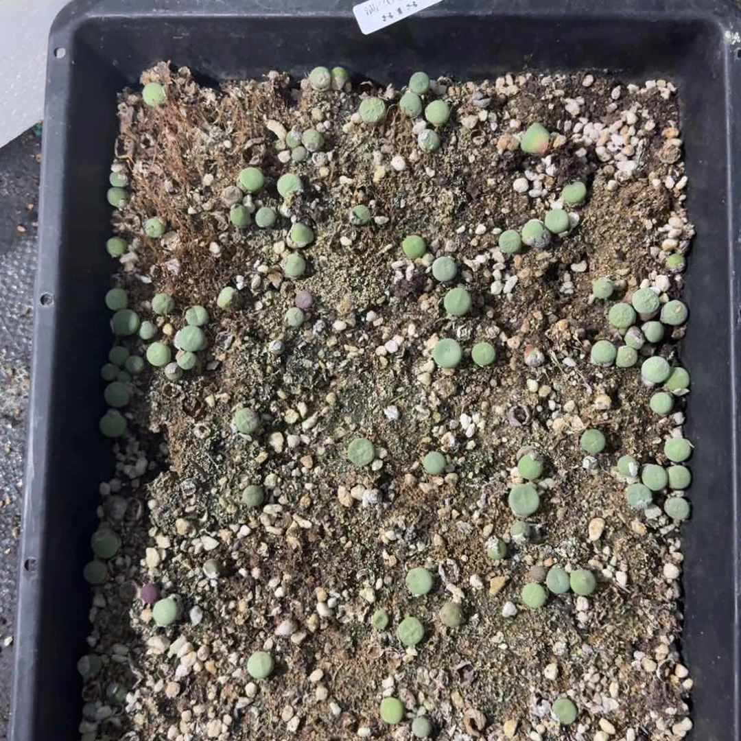 818。 嘴清框福利脱土发货
